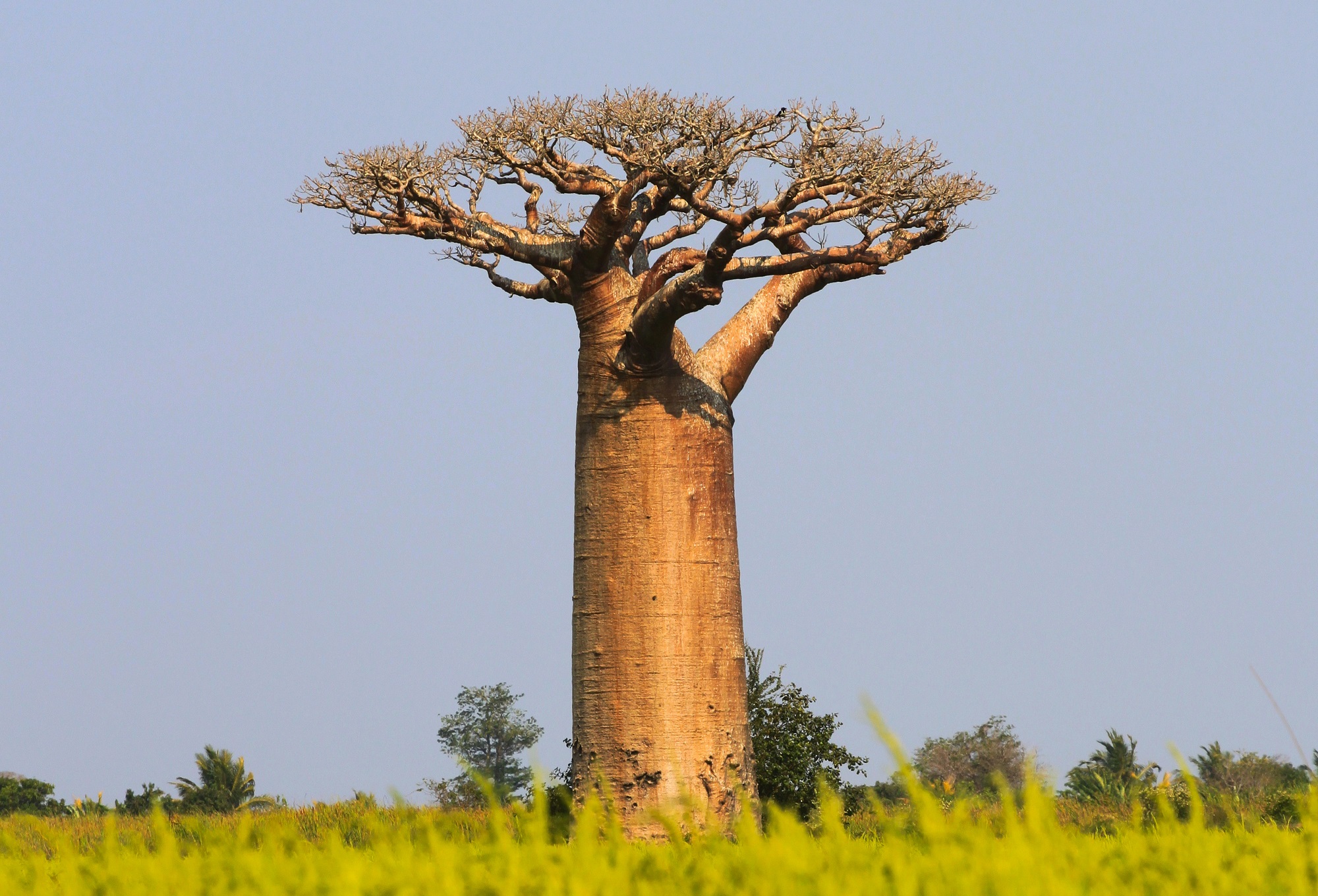picture of Baobab