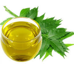 picture of Neem
